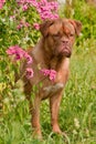 Pup is hiding in pink phlox bush in the garden