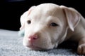 A Pup Named Nina Royalty Free Stock Photo