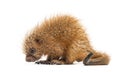 Pup prehensile-tailed porcupine, Coendou prehensilis, isolated Royalty Free Stock Photo