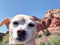 Pup at Red Rocks sedona Arizona Royalty Free Stock Photo
