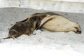 Pup sea lion with mother, Kangaroo Island Royalty Free Stock Photo