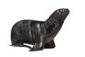 Pup South American sea lion two months old, Otaria byronia, isolated on white