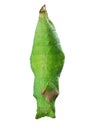 Pupa Royalty Free Stock Photo