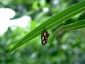 Pupa Royalty Free Stock Photo