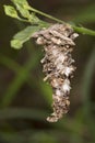 Bagworm