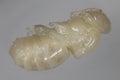 Pupa of bee mother Royalty Free Stock Photo