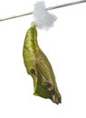 Pupa of the blue wave butterfly Myscelia on a stick isolated on white background Royalty Free Stock Photo