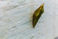 Pupa of butterfly (common mormon )