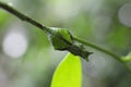 Pupa of butterfly (Common Mormon) Royalty Free Stock Photo