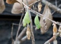 Pupa of the butterfly