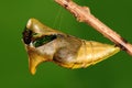 Pupa of butterfly, process of eclosion 2/8 Royalty Free Stock Photo