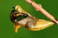 Pupa of butterfly, process of eclosion 3/8 Royalty Free Stock Photo