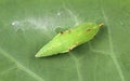 Pupa of the Cabbage White Butterfly