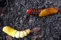 Tetrio sphinx, frangipani hornworm or plumeria caterpillar Royalty Free Stock Photo