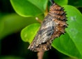 Pupa or Chrysalis of Butterfly, hanging under a tree branch