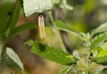 Pupa or chrysalis of yellow coster butterfly Acraea issoria