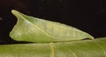 Pupa of Common Jay butterfly