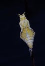 Pupa: common mormon butterfly