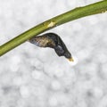 Pupa of common mormon (Papilio polytes romulus) butterfly