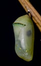 Butterfly pupa