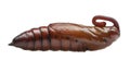 Pupa of Convolvulus Hawk-moth or Sweetpotato Hornworm