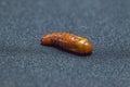 Pupa of cotton bollworm on black