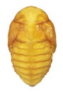 Pupa of flower beetle in the genus Protaetia, dorsal view  Coleoptera, Scarabaeidae, Cetoniinae Royalty Free Stock Photo