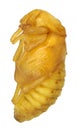 Pupa of flower beetle in the genus Protaetia, lateral view Coleoptera, Scarabaeidae, Cetoniinae