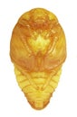 Pupa of flower beetle in the genus Protaetia, ventral view Coleoptera, Scarabaeidae, Cetoniinae