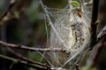 White Satin Moth Early Pupa in Silk Web