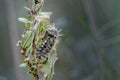 White Satin Moth Pupating on Dwarf Willow