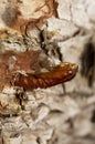 Pupa from the fungus moth, Scardia boletella sticking out of birch wood Royalty Free Stock Photo