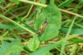 Pupa green on leaves