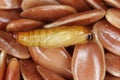 Pupa of of Indian meal moth or Indianmeal moth Ã¯Â¿Â½ Plodia interpunctella on flax seeds. High magnification