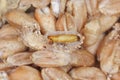 Pupa of of Indianmeal moth or Indianmeal moth Ã¯Â¿Â½ Plodia interpunctella on grain