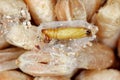 Pupa of of Indianmeal moth or Indianmeal moth Ã¯Â¿Â½ Plodia interpunctella on grain