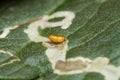 A pupa of the Leaf Miner, Liriomyza trifolii , on a tomato leaf