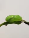 Pupa of Lycaenidae injure on the branch of citrus .