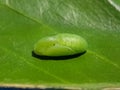 Pupa of Lycaenidae injure on citrus leaf and their enemy.