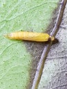 Pupa of Mangosteen leaf miner insect