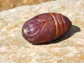 The pupa of moths is protected inside a cocoon of silk.