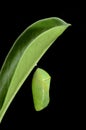 Pupa of Plain Tiger Butterfly