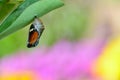 Pupa of Plain Tiger Butterfly Royalty Free Stock Photo