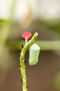 Pupa of Plain tiger butterfly