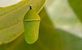 Pupa of plain tiger, Danaus chrysippus butterfly