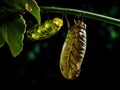 Pupa