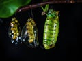 Pupa