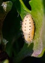 Pupa of red pierrot butterfly Royalty Free Stock Photo