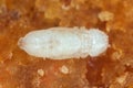 Pupa of Rhyzopertha dominica commonly as the lesser grain borer