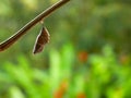 Pupa of a rusty tipped page butterfly spiroeta epaphus with blurred green background insect ready to go out